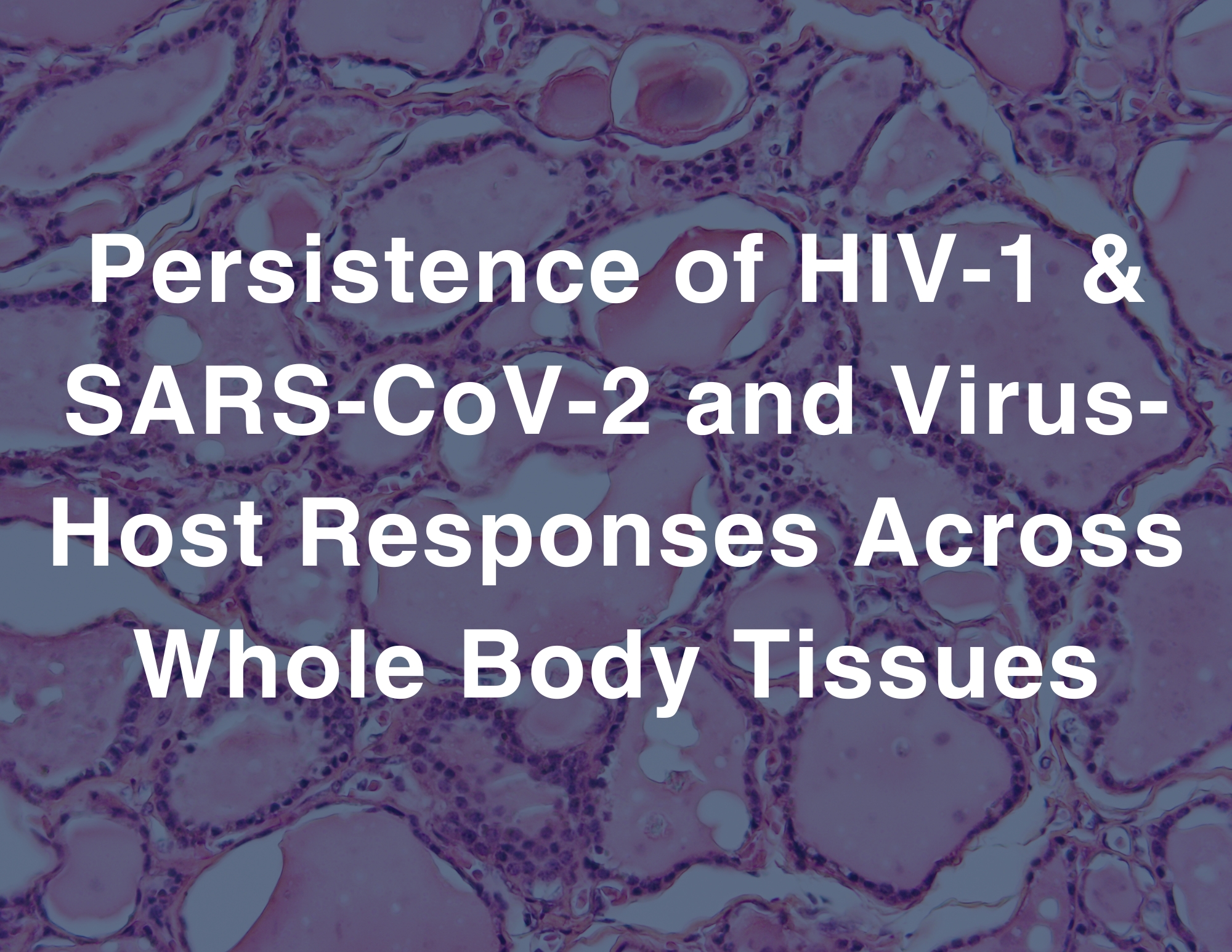 Persistence of HIV-1 & SARS-CoV-2 and Virus-Host Responses Across Whole Body Tissues